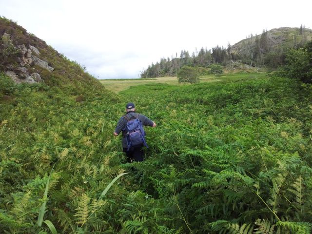Sandaig Islands ferns