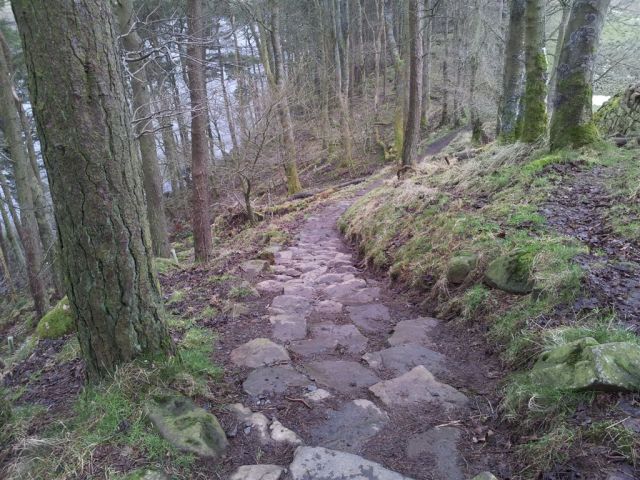 The dodgy downward sloping slippy steps through the trees 20130210_130825