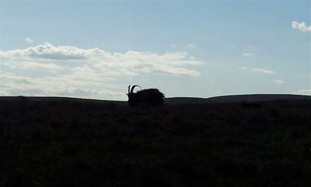 The Smelly Goats of the Cheviots The Smelly Goats of the Cheviots