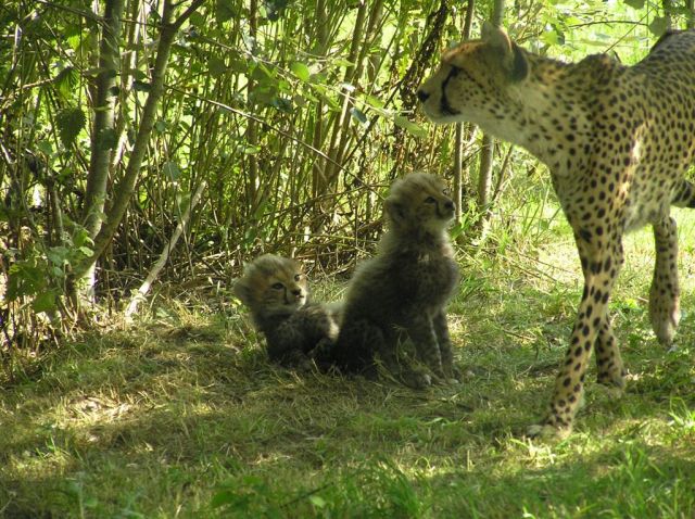 Cheetah & Babies Aug 2013