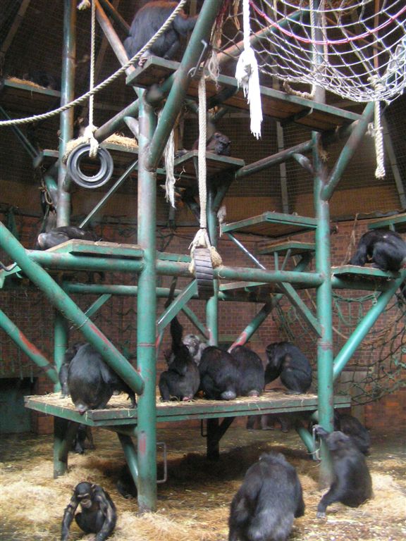 Chimp Pavillion in Residence