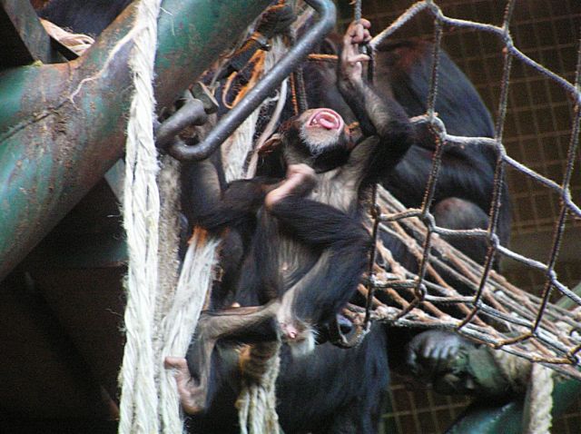Baby Chimps Playing
