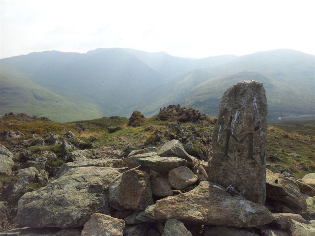Sheffield Pike Summit Flying Ants