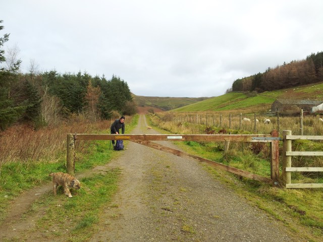 Following the forest road from car park for Spout Force Following the forest road from car park for Spout Force