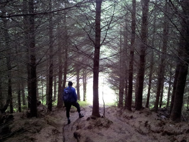 Heading through more trees Heading through more trees