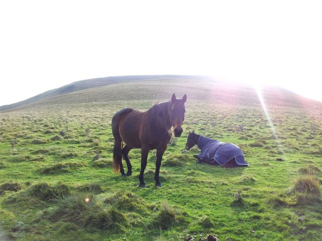 Horses with Shillhope behind now clearing Horses with Shillhope behind now clearing