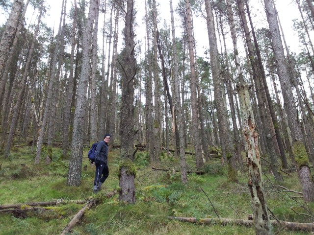 Through the trees Through the trees