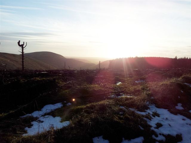 Out of the forest looking south to Shillhope Law Out of the forest looking south to Shillhope Law
