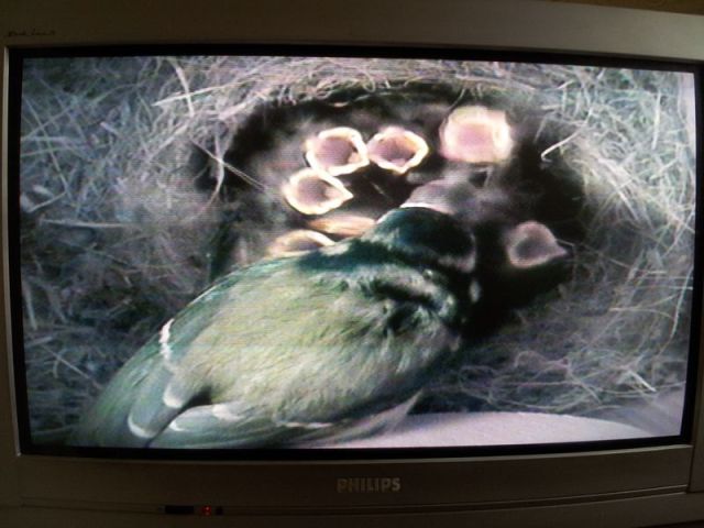 Blue Tit Nestbox Cam_1