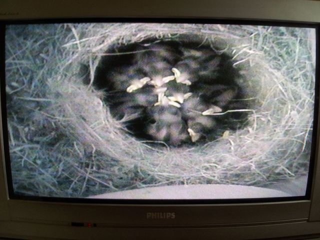 Blue Tit Nestbox Cam_3