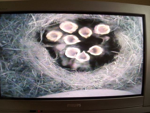 Blue Tit Nestbox Cam_4