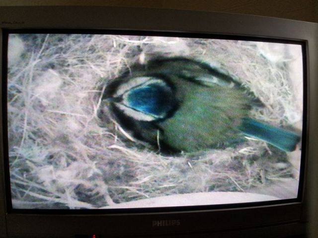 Blue Tit Nestcam_10