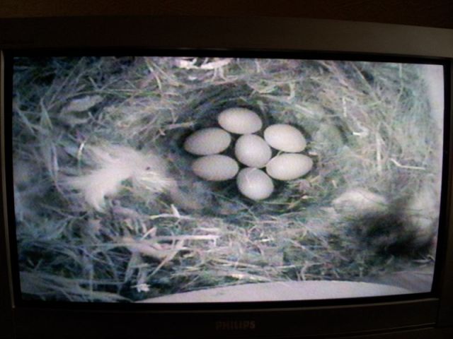 Blue Tit Nestcam_11