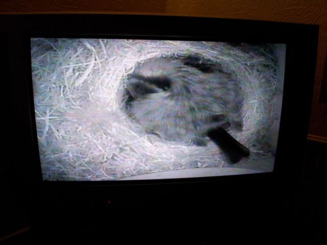 Blue Tit Nestcam_13
