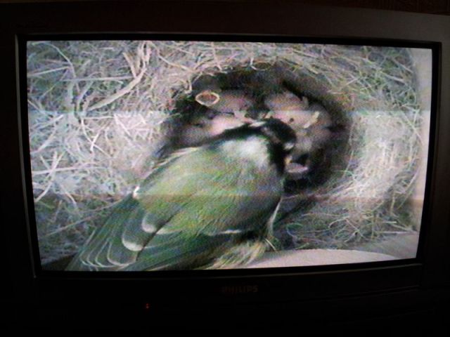 Blue Tit Nestcam_14