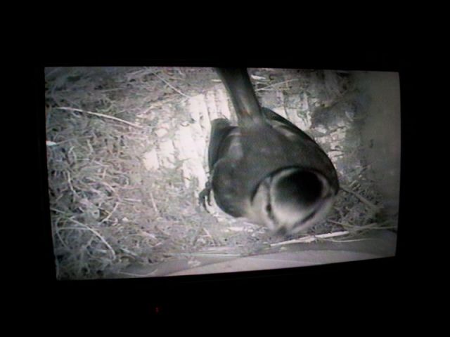 Blue Tit Nestcam_3