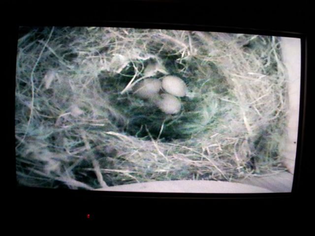 Blue Tit Nestcam_9