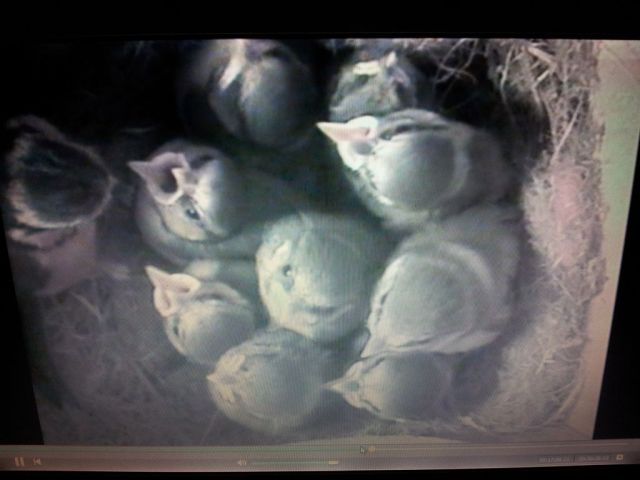 Blue tit Nestbox Week 3_4