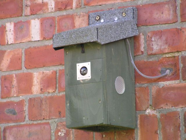 The nestbox with parent - took ages to get this pic