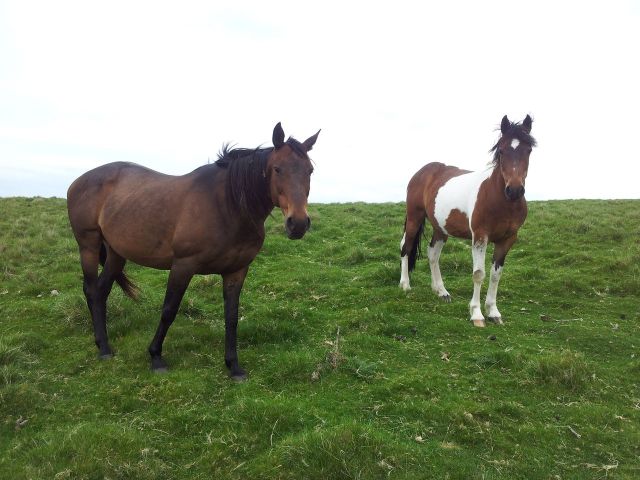 Windy Gyle from Wedder Leap, Coquet Valley, Cheviots_40