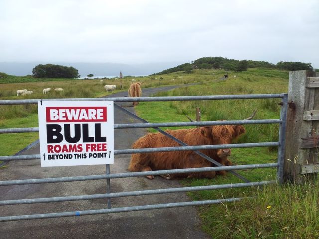 Ok it's a Highland Coo. Duirinish Station crossing