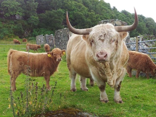 6 Nights in Plockton_52 - Copy