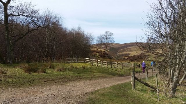 The Cheviot via the Bizzle from Langleeford
