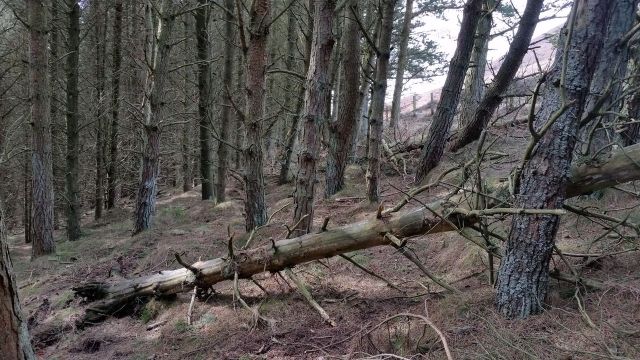 The Cheviot via the Bizzle from Langleeford_11