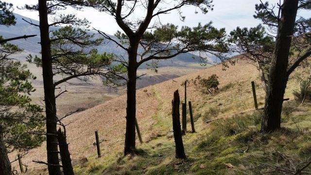 The Cheviot via the Bizzle from Langleeford_12