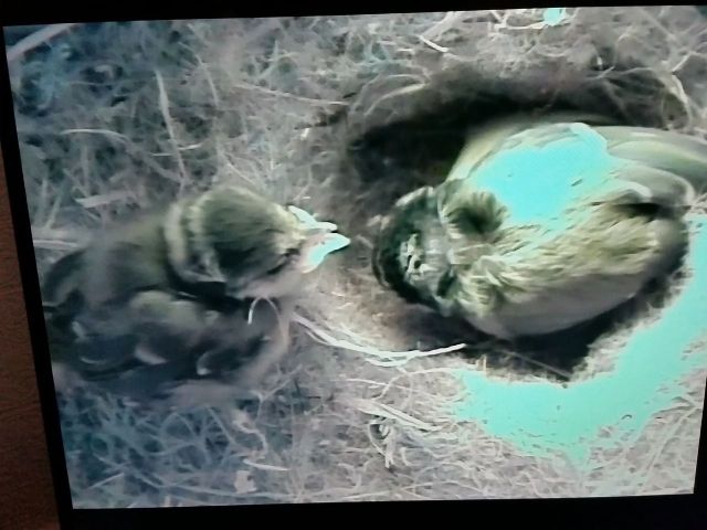 Lone chick with parent