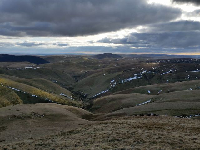 Cheviots 28.2.16_13