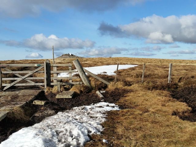 Cheviots 28.2.16_8