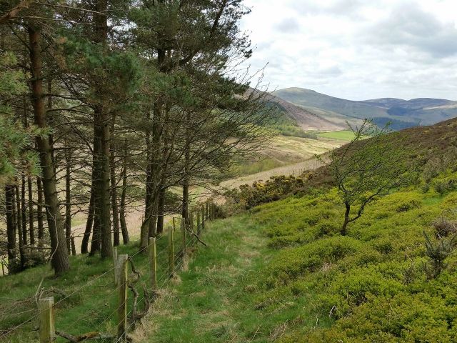 The Cheviot via the Hen Hole from Langleeford_8